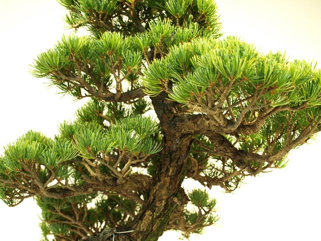 五葉松盆栽 模様木 枝周り