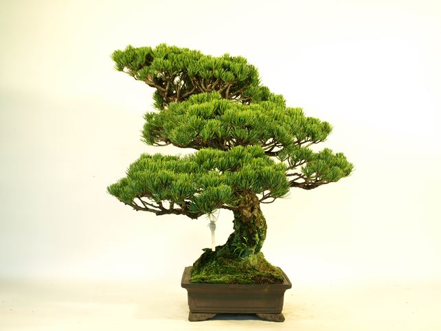 五葉松盆栽 模様木 右面