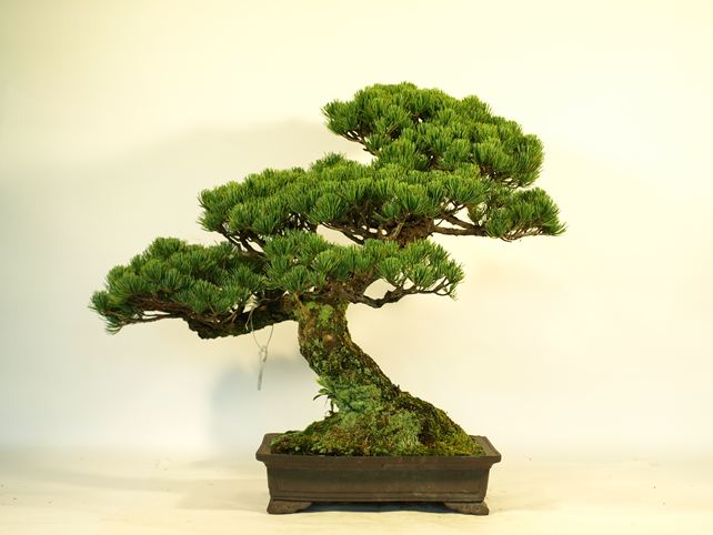 五葉松盆栽 模様木 背面