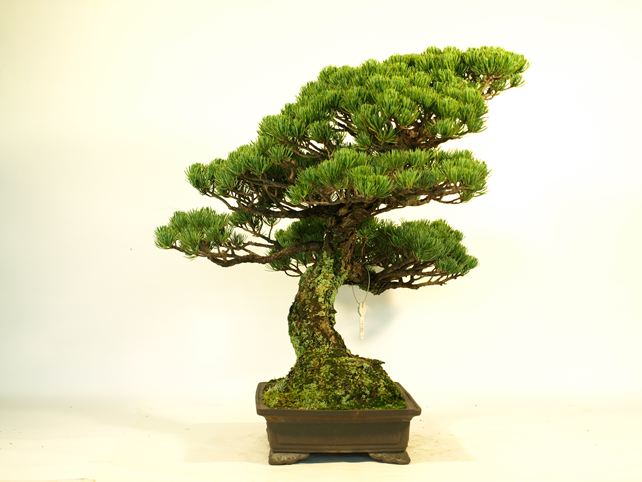 五葉松盆栽 模様木 左面