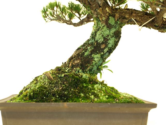 五葉松盆栽 模様木 根元拡大