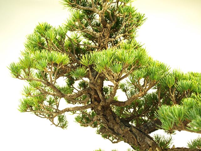 五葉松盆栽 模様木 枝周り