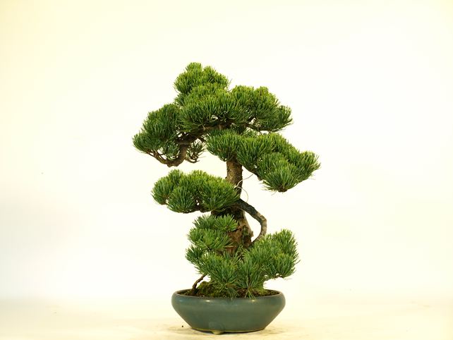 五葉松盆栽 模様木 右面