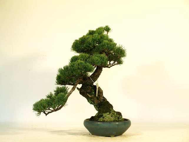 五葉松盆栽 模様木 背面