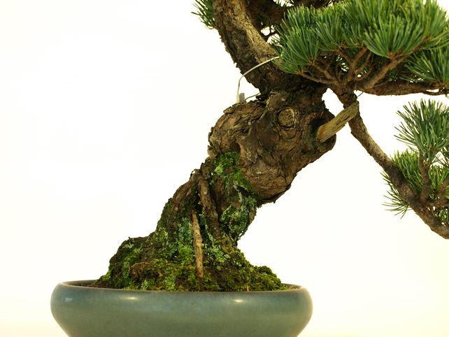 五葉松盆栽 模様木 根元拡大