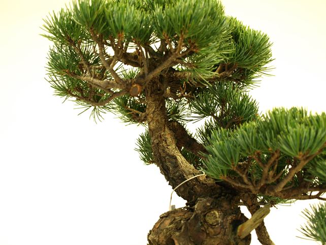 五葉松盆栽 模様木 枝周り