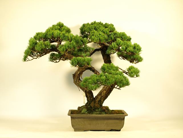 五葉松盆栽 双幹 背面