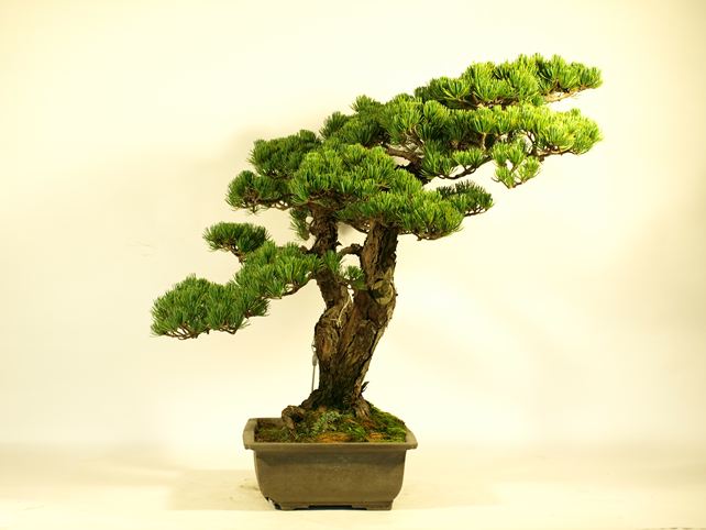 五葉松盆栽 双幹 左面