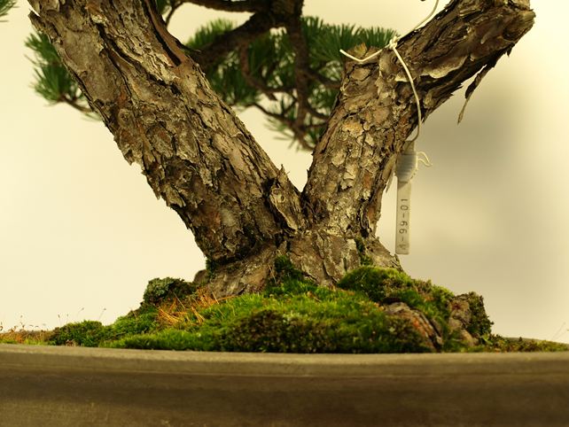 五葉松盆栽 双幹 根元拡大