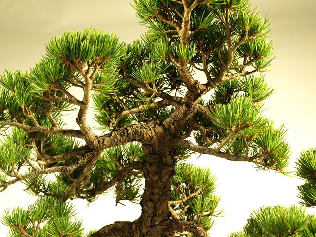 五葉松盆栽 双幹 枝周り