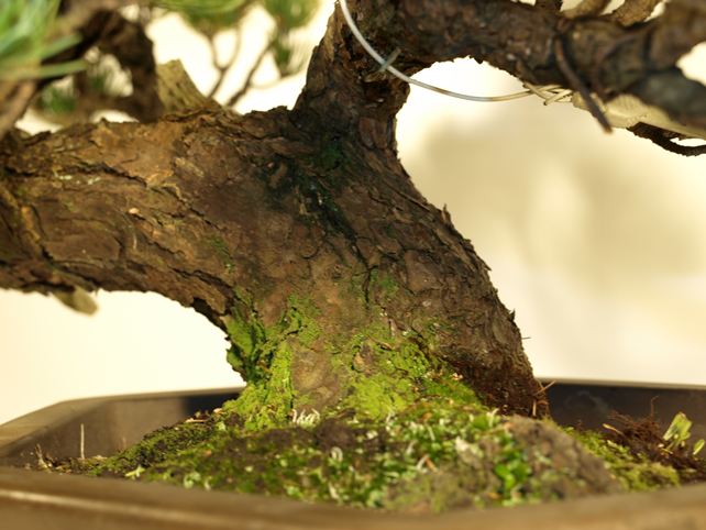 五葉松盆栽 懸崖 根元拡大