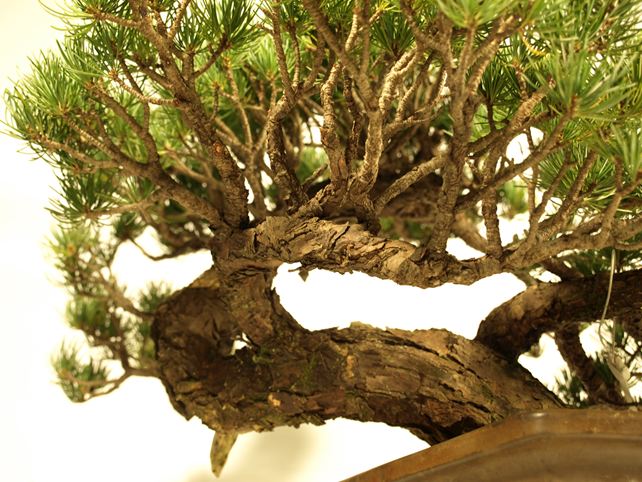 五葉松盆栽 懸崖 枝周り