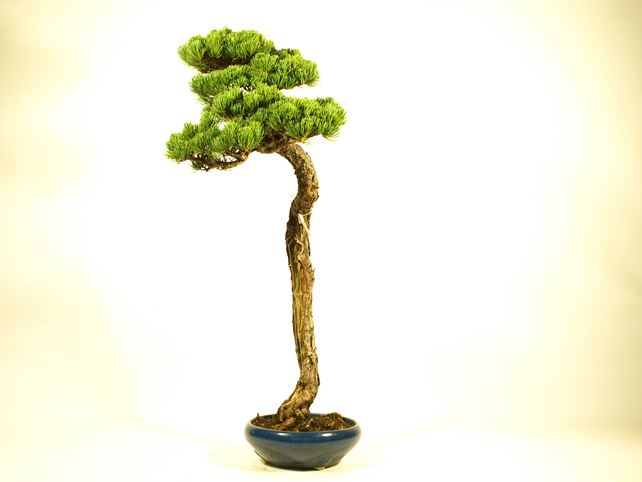 五葉松盆栽 文人 右面
