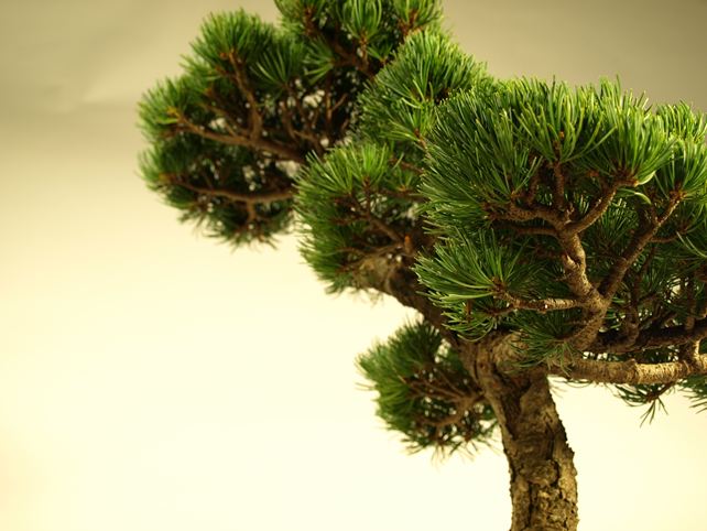 五葉松盆栽 文人 枝周り