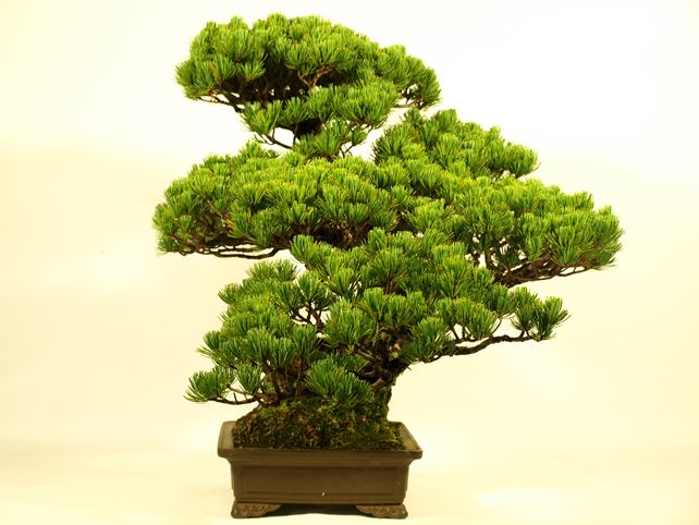 五葉松盆栽 模様木 右面