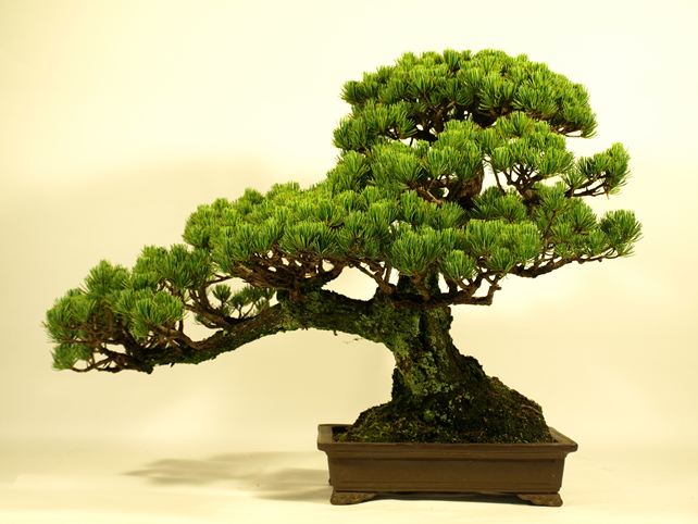 五葉松盆栽 模様木 背面