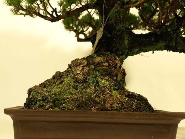 五葉松盆栽 模様木 根元拡大