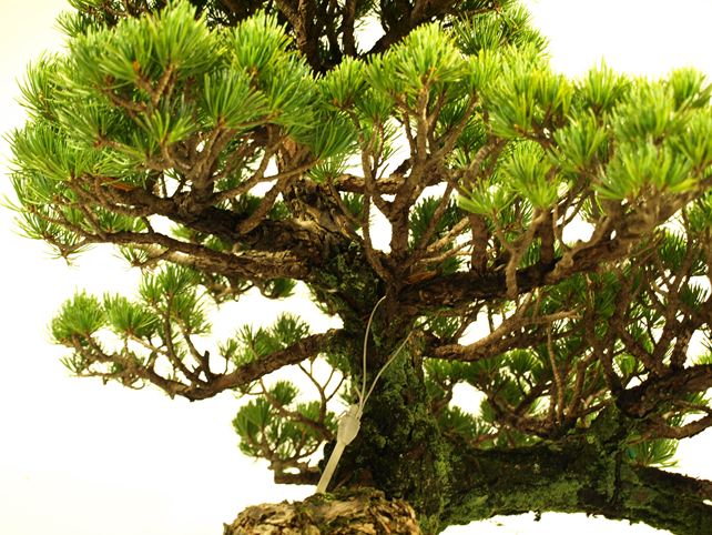 五葉松盆栽 模様木 枝周り