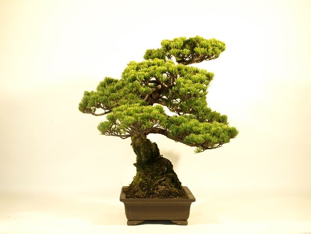 五葉松盆栽 模様木 右面