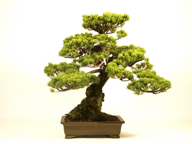 五葉松盆栽 模様木 背面