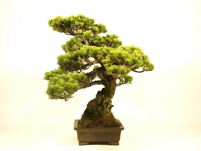 五葉松盆栽 模様木 左面