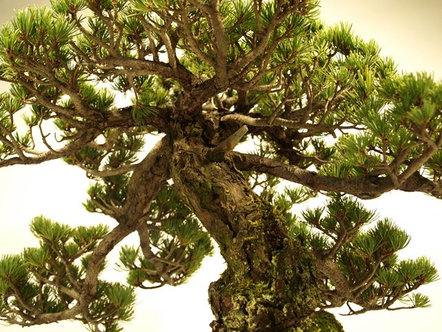 五葉松盆栽 模様木 枝周り