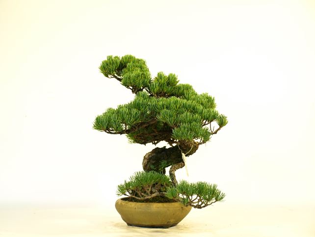 五葉松盆栽 模様木 右面