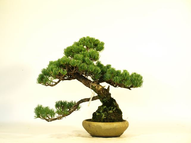 五葉松盆栽 模様木 背面