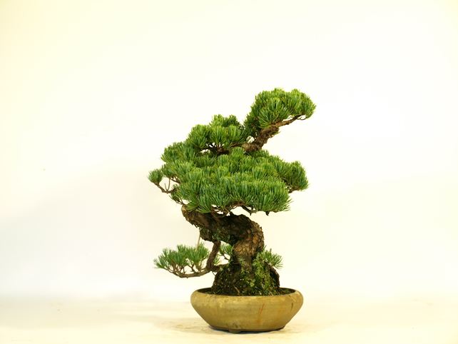 五葉松盆栽 模様木 左面