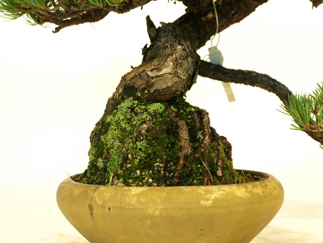 五葉松盆栽 模様木 根元拡大