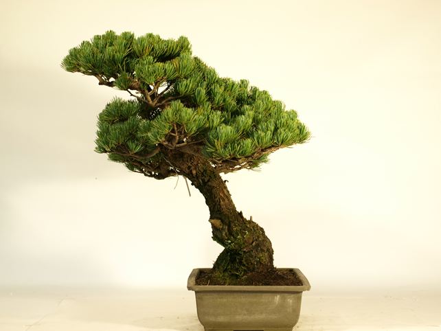 五葉松盆栽 模様木 右面