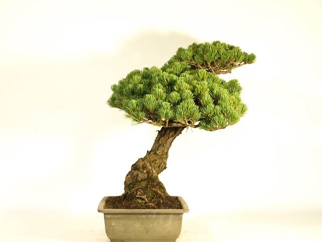五葉松盆栽 模様木 左面