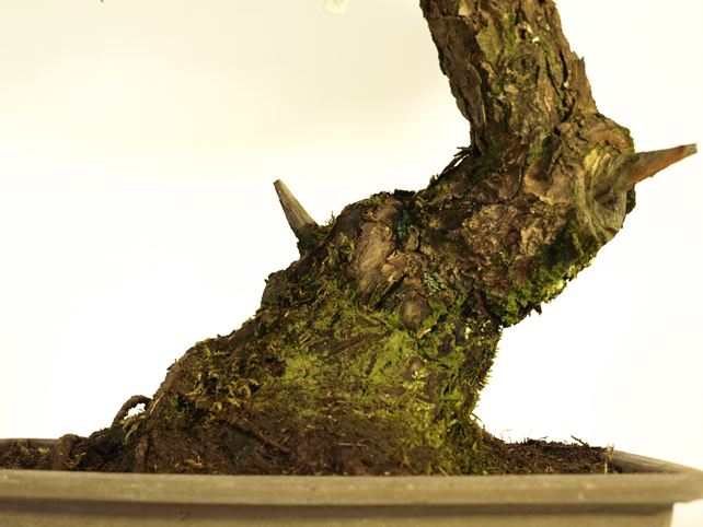 五葉松盆栽 模様木 根元拡大