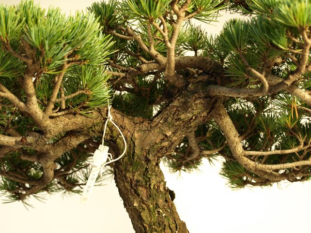 五葉松盆栽 模様木 枝周り