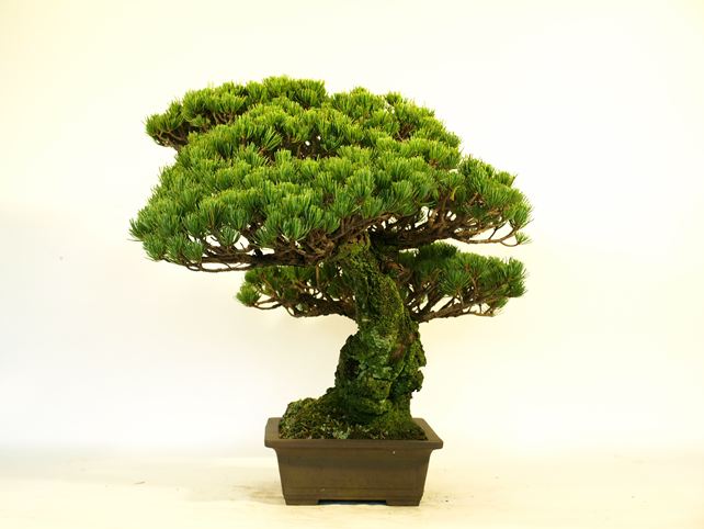 五葉松盆栽 模様木 右面