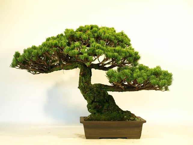 五葉松盆栽 模様木 背面