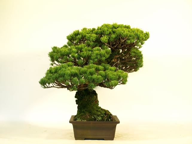 五葉松盆栽 模様木 左面