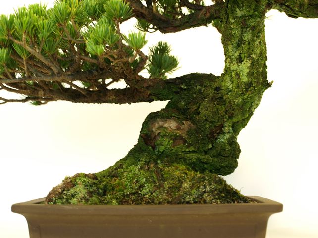 五葉松盆栽 模様木 根元拡大