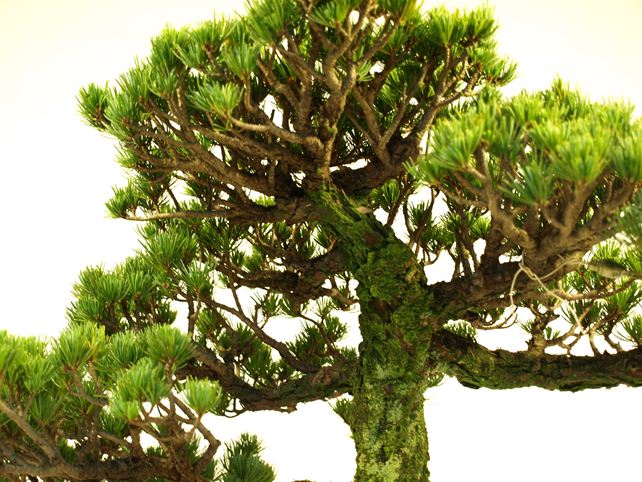 五葉松盆栽 模様木 枝周り