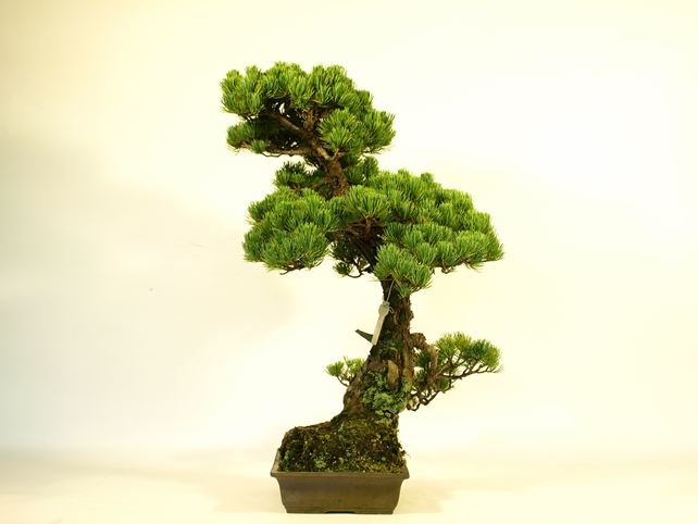 五葉松盆栽 模様木 右面