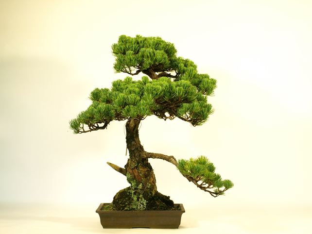 五葉松盆栽 模様木 背面