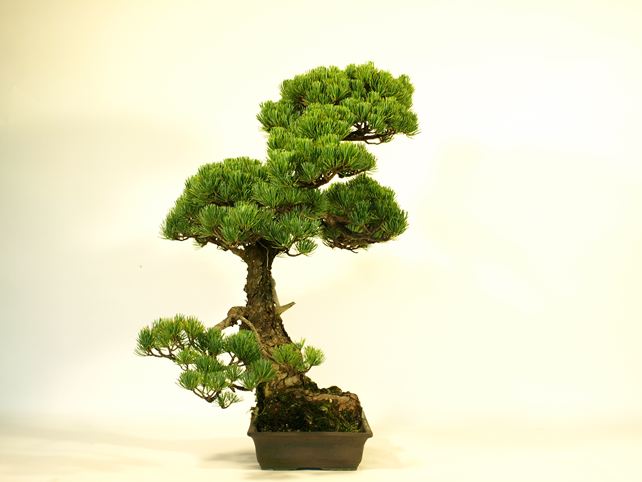 五葉松盆栽 模様木 左面