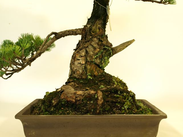 五葉松盆栽 模様木 根元拡大