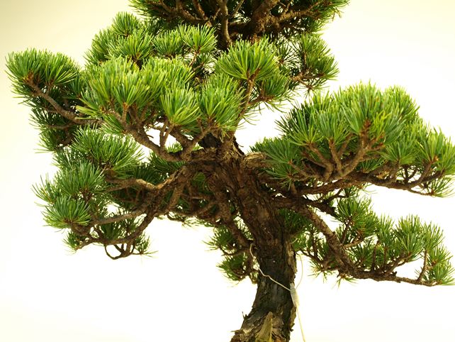 五葉松盆栽 模様木 枝周り