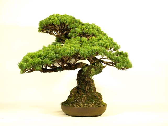 五葉松盆栽 模様木 右面