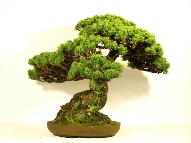 五葉松盆栽 模様木 背面