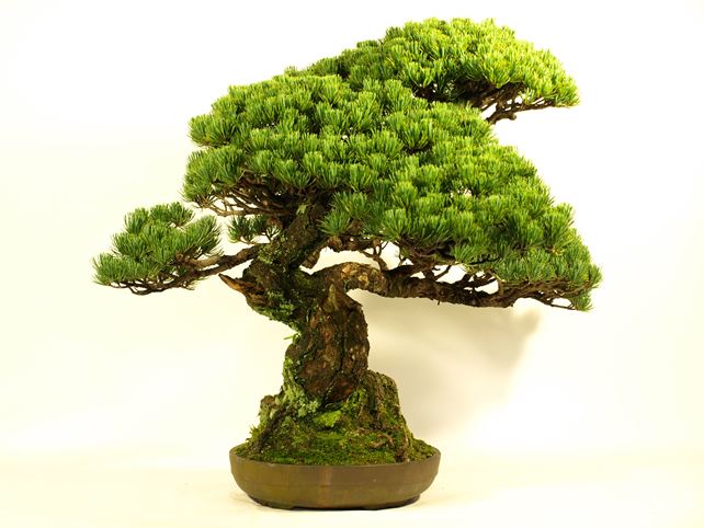 五葉松盆栽 模様木 左面
