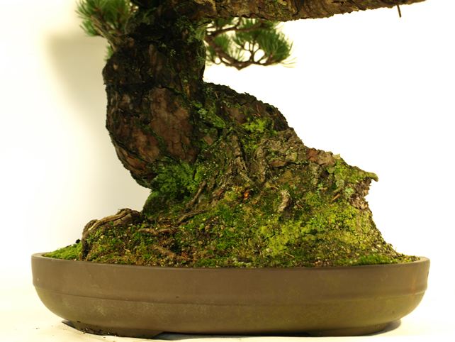 五葉松盆栽 模様木 根元拡大