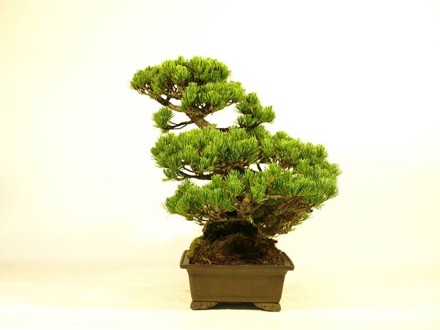五葉松盆栽 模様木 右面