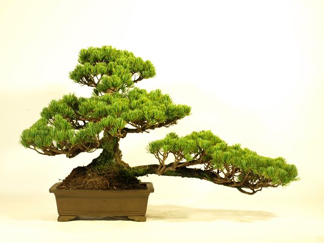 五葉松盆栽 模様木 背面